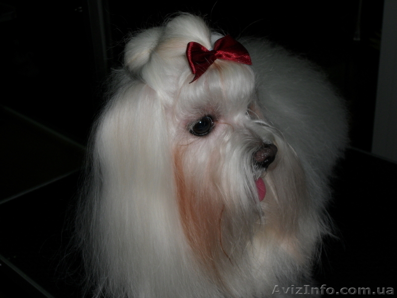 стрижка собак и кошек на дому - <ro>Изображение</ro><ru>Изображение</ru> #8, <ru>Объявление</ru> #333223