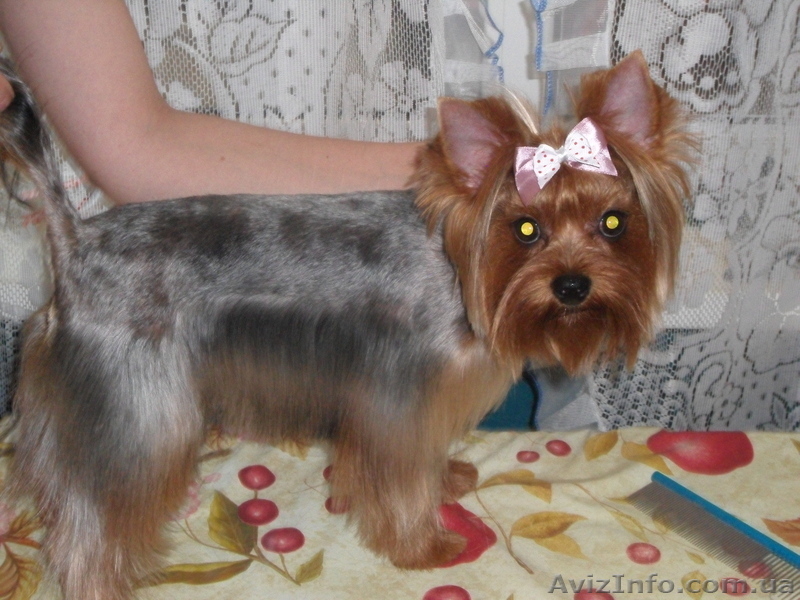 уход за домашними питомцами - <ro>Изображение</ro><ru>Изображение</ru> #1, <ru>Объявление</ru> #382798