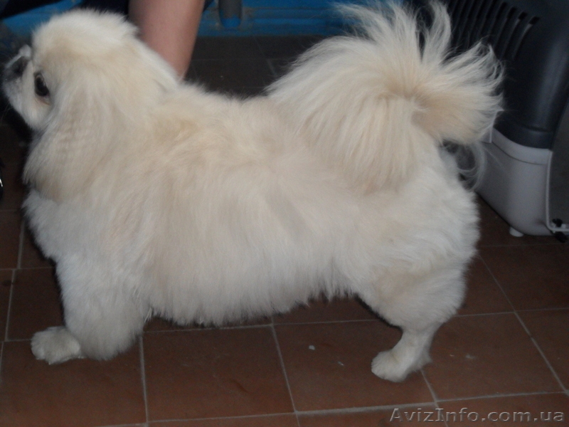 уход за домашними питомцами - <ro>Изображение</ro><ru>Изображение</ru> #3, <ru>Объявление</ru> #382798