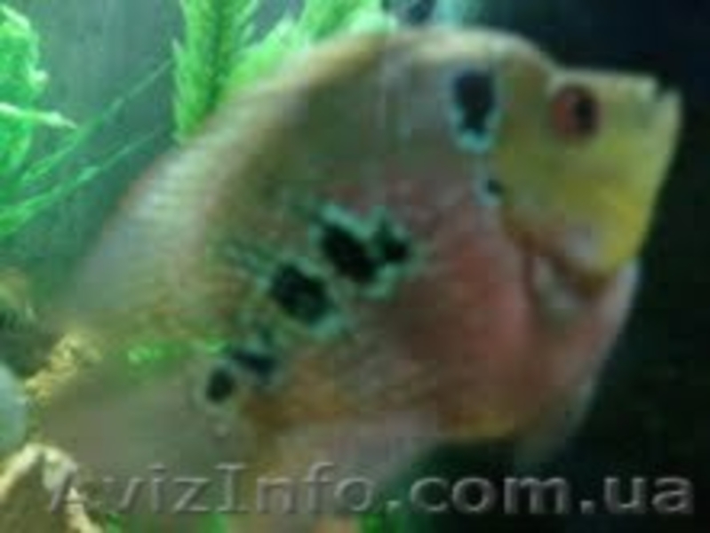Продам подростков хорна попугая и малавию. - <ro>Изображение</ro><ru>Изображение</ru> #7, <ru>Объявление</ru> #373791