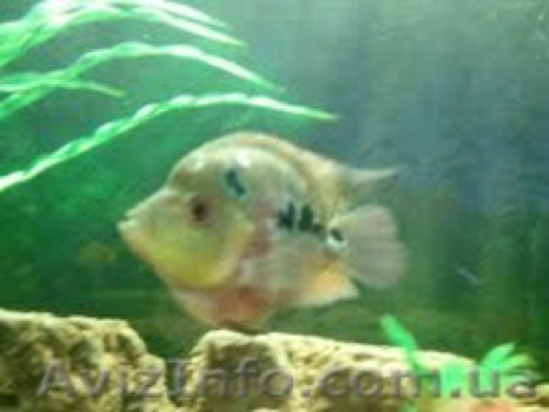 Продам подростков хорна попугая и малавию. - <ro>Изображение</ro><ru>Изображение</ru> #8, <ru>Объявление</ru> #373791