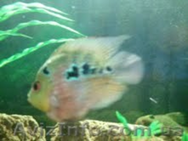 Продам подростков хорна попугая и малавию. - <ro>Изображение</ro><ru>Изображение</ru> #9, <ru>Объявление</ru> #373791