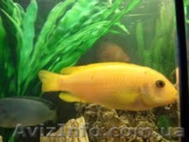 Продам подростков хорна попугая и малавию. - <ro>Изображение</ro><ru>Изображение</ru> #10, <ru>Объявление</ru> #373791