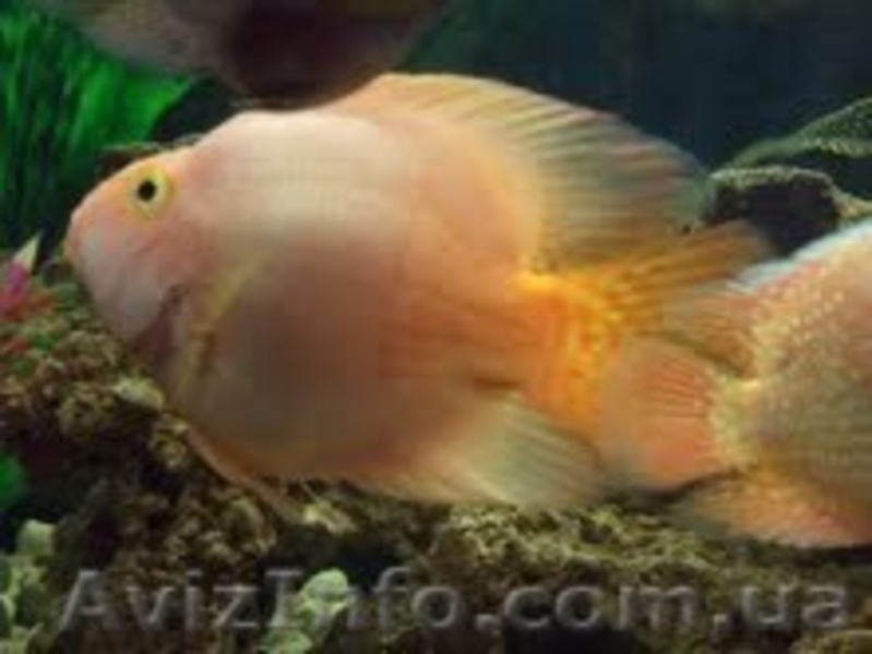 Продам подростков хорна попугая и малавию. - <ro>Изображение</ro><ru>Изображение</ru> #3, <ru>Объявление</ru> #373791