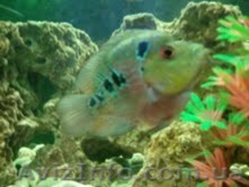 Продам подростков хорна попугая и малавию. - <ro>Изображение</ro><ru>Изображение</ru> #4, <ru>Объявление</ru> #373791