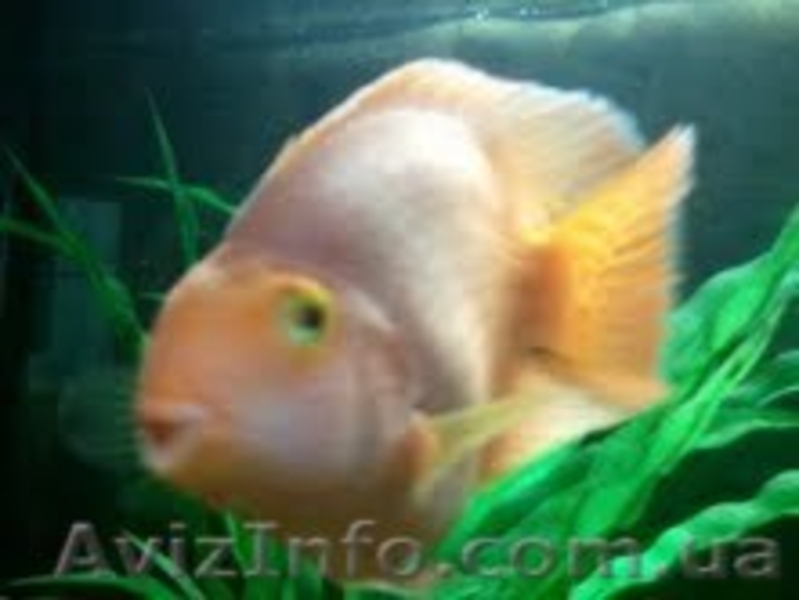 Продам подростков хорна попугая и малавию. - <ro>Изображение</ro><ru>Изображение</ru> #5, <ru>Объявление</ru> #373791