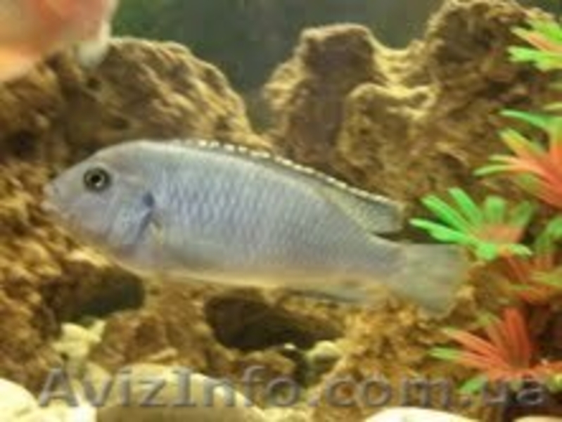 Продам подростков хорна попугая и малавию. - <ro>Изображение</ro><ru>Изображение</ru> #6, <ru>Объявление</ru> #373791