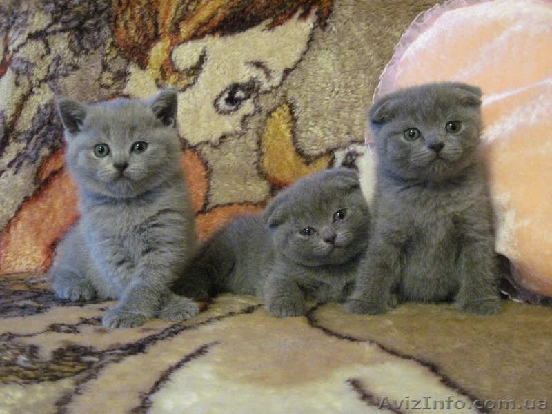 Продам котят: Скотиш страйт и скотиш фолды - <ro>Изображение</ro><ru>Изображение</ru> #1, <ru>Объявление</ru> #423845
