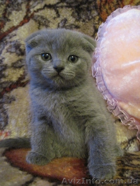 Продам котят: Скотиш страйт и скотиш фолды - <ro>Изображение</ro><ru>Изображение</ru> #3, <ru>Объявление</ru> #423845