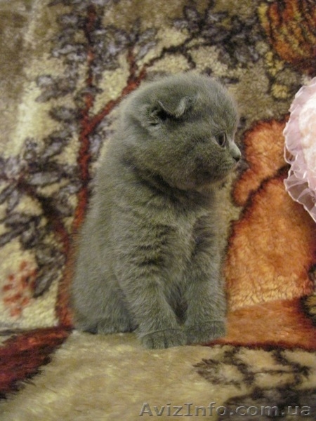 Продам котят: Скотиш страйт и скотиш фолды - <ro>Изображение</ro><ru>Изображение</ru> #4, <ru>Объявление</ru> #423845