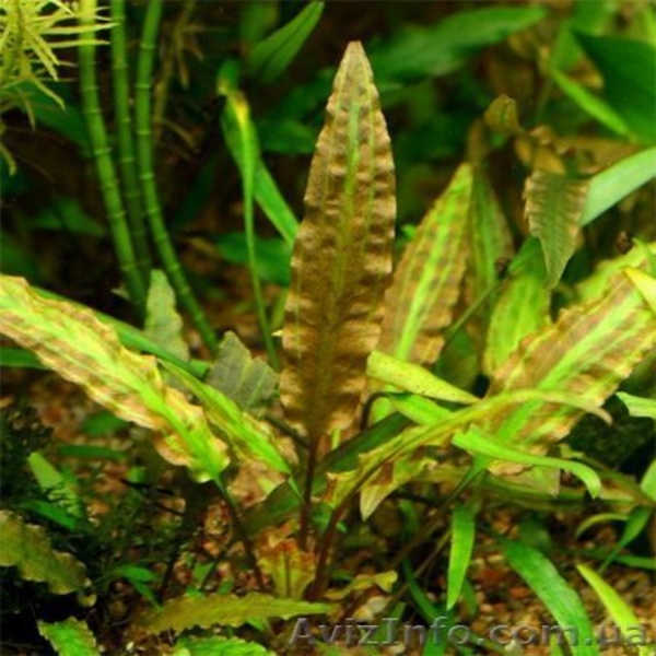 Продам (розница) аквариумные растения  - <ro>Изображение</ro><ru>Изображение</ru> #4, <ru>Объявление</ru> #420718