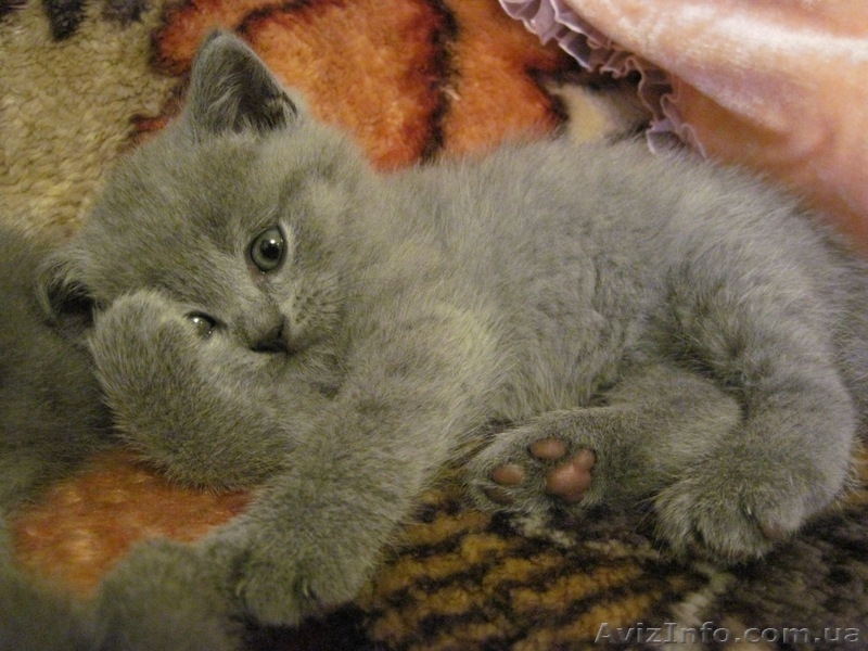 Продам котят: Скотиш страйт и скотиш фолды - <ro>Изображение</ro><ru>Изображение</ru> #6, <ru>Объявление</ru> #423845