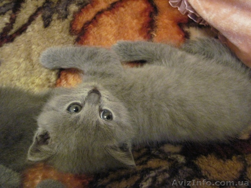 Продам котят: Скотиш страйт и скотиш фолды - <ro>Изображение</ro><ru>Изображение</ru> #7, <ru>Объявление</ru> #423845