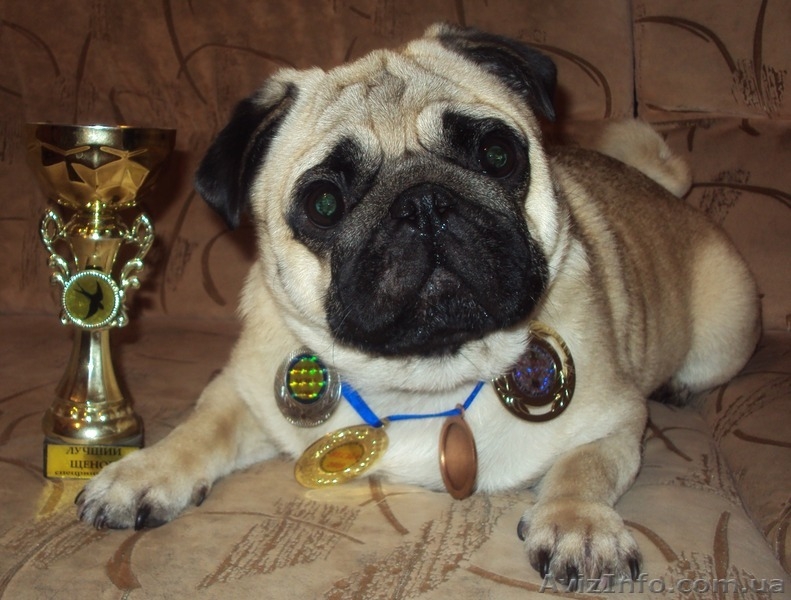 Мопс открыт для вязки - <ro>Изображение</ro><ru>Изображение</ru> #1, <ru>Объявление</ru> #401824