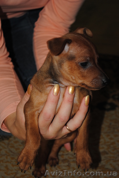 Уникальные щенки цвергпинчера - <ro>Изображение</ro><ru>Изображение</ru> #1, <ru>Объявление</ru> #423589