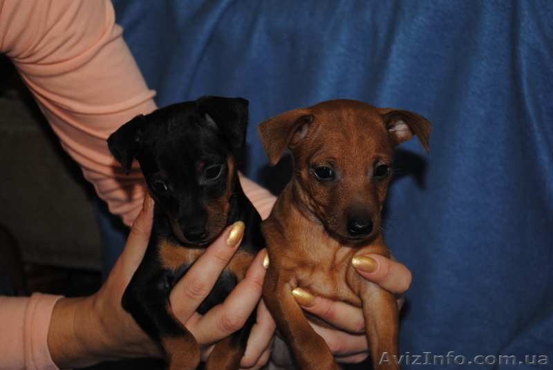 Уникальные щенки цвергпинчера - <ro>Изображение</ro><ru>Изображение</ru> #2, <ru>Объявление</ru> #423589