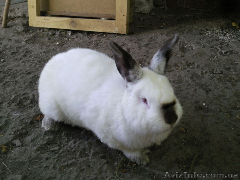 кролики \"бельгийский фландр и калифорнийцы\" - <ro>Изображение</ro><ru>Изображение</ru> #2, <ru>Объявление</ru> #444089