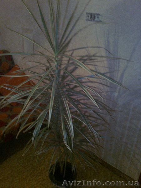 Продам пальму драцену,с крассным оттенком по краям и белым,середина светло зелён - <ro>Изображение</ro><ru>Изображение</ru> #7, <ru>Объявление</ru> #447218