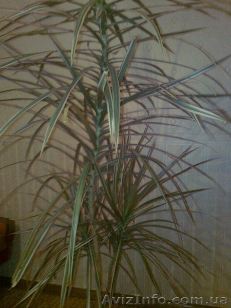 Продам пальму драцену,с крассным оттенком по краям и белым,середина светло зелён - <ro>Изображение</ro><ru>Изображение</ru> #6, <ru>Объявление</ru> #447218