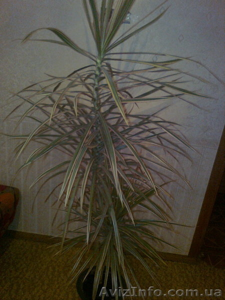 Продам пальму драцену,с крассным оттенком по краям и белым,середина светло зелён - <ro>Изображение</ro><ru>Изображение</ru> #5, <ru>Объявление</ru> #447218