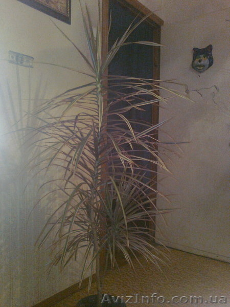 Продам пальму драцену,с крассным оттенком по краям и белым,середина светло зелён - <ro>Изображение</ro><ru>Изображение</ru> #4, <ru>Объявление</ru> #447218