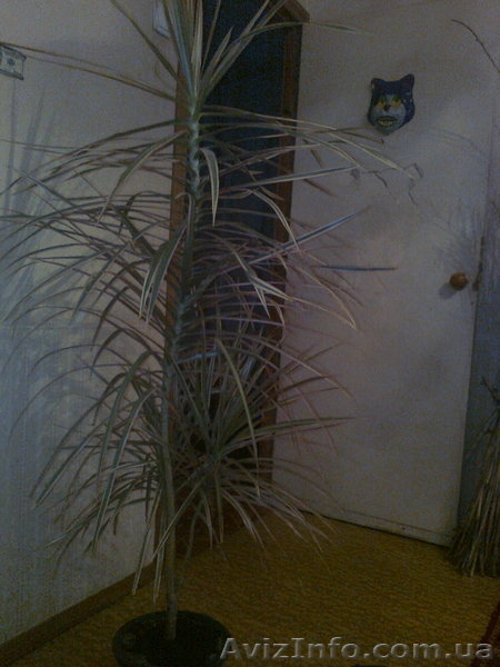 Продам пальму драцену,с крассным оттенком по краям и белым,середина светло зелён - <ro>Изображение</ro><ru>Изображение</ru> #3, <ru>Объявление</ru> #447218