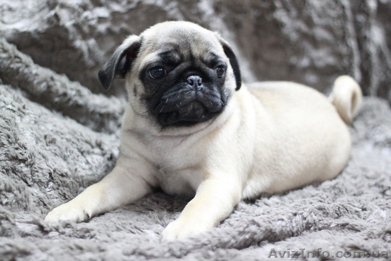 Элитные щенки мопса - <ro>Изображение</ro><ru>Изображение</ru> #2, <ru>Объявление</ru> #444192