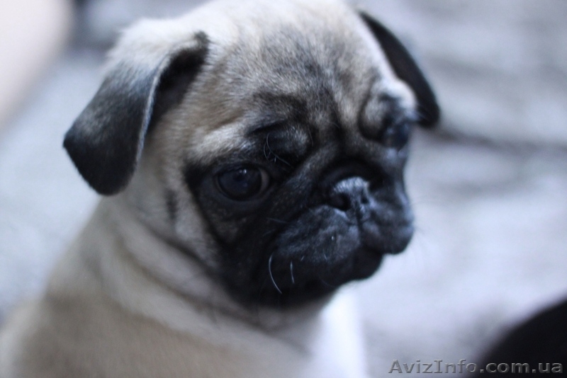 Элитные щенки мопса - <ro>Изображение</ro><ru>Изображение</ru> #3, <ru>Объявление</ru> #444192