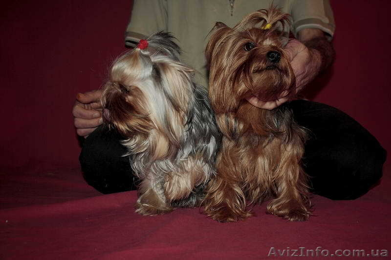 *йоркширский терьер*. - <ro>Изображение</ro><ru>Изображение</ru> #1, <ru>Объявление</ru> #453415