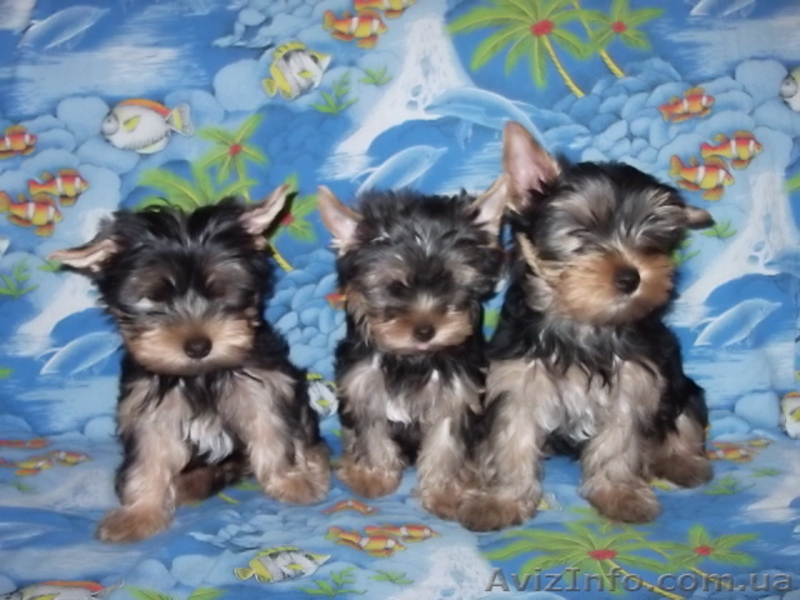 продам элитных йорков - <ro>Изображение</ro><ru>Изображение</ru> #1, <ru>Объявление</ru> #451088