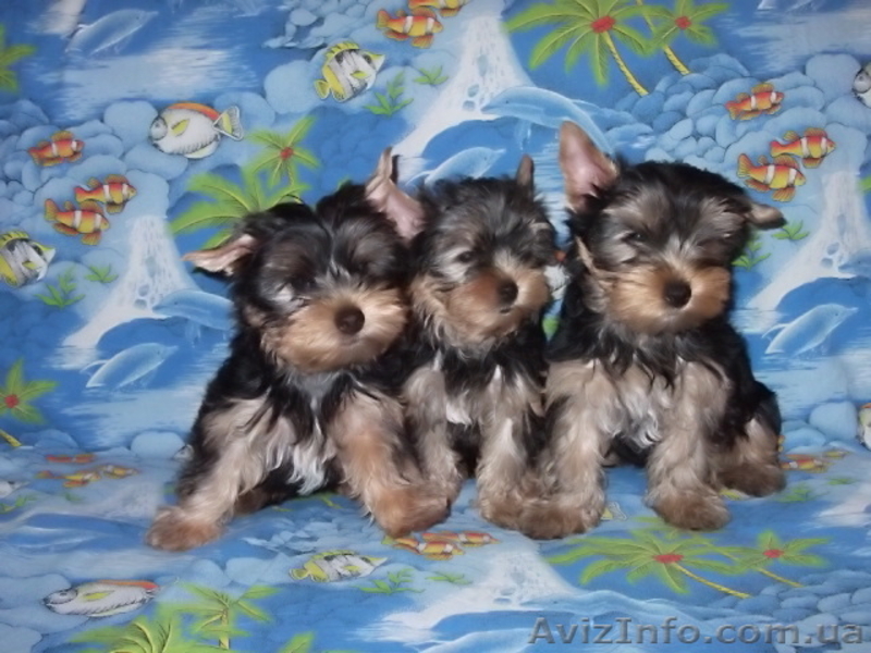 продам элитных йорков - <ro>Изображение</ro><ru>Изображение</ru> #2, <ru>Объявление</ru> #451088
