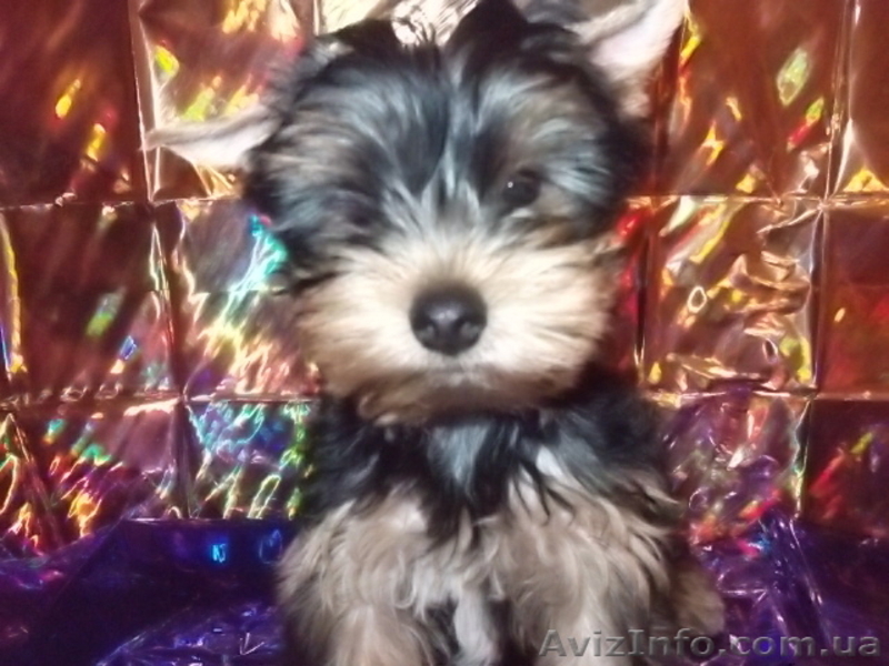 продам элитных йорков - <ro>Изображение</ro><ru>Изображение</ru> #3, <ru>Объявление</ru> #451088