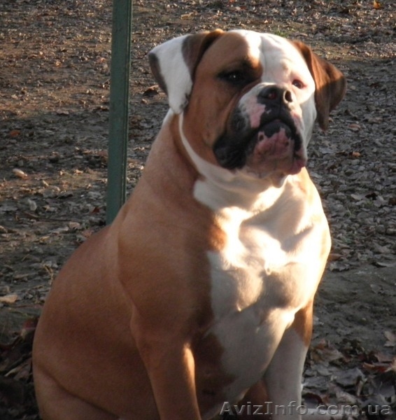 Американского бульдог,щенки - <ro>Изображение</ro><ru>Изображение</ru> #2, <ru>Объявление</ru> #447136