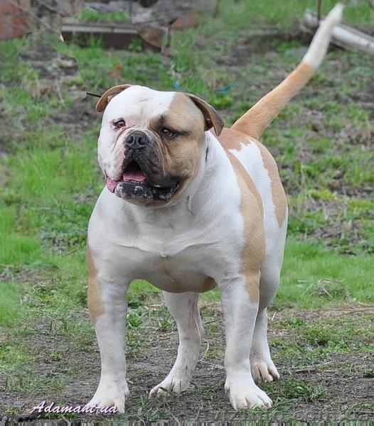 Американского бульдог,щенки - <ro>Изображение</ro><ru>Изображение</ru> #1, <ru>Объявление</ru> #447136