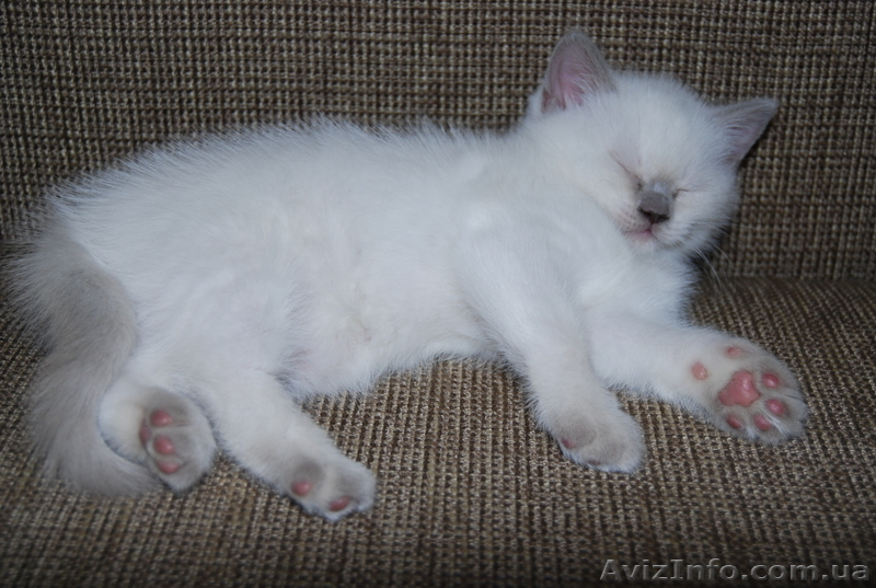 колор-страйт(лилак) - <ro>Изображение</ro><ru>Изображение</ru> #2, <ru>Объявление</ru> #482342