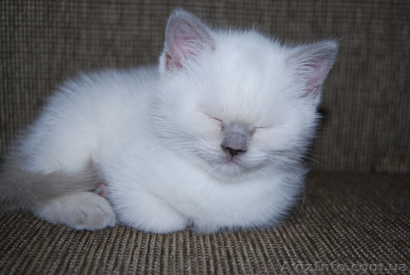 колор-страйт(лилак) - <ro>Изображение</ro><ru>Изображение</ru> #1, <ru>Объявление</ru> #482342