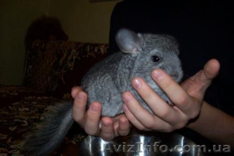 Продам шиншиллку-девочку - <ro>Изображение</ro><ru>Изображение</ru> #2, <ru>Объявление</ru> #476041