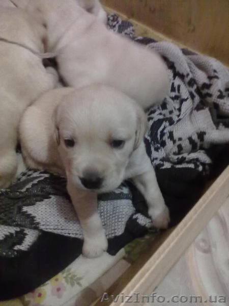 продам щеночков лабрадора - <ro>Изображение</ro><ru>Изображение</ru> #3, <ru>Объявление</ru> #465496
