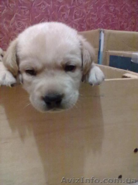 продам щеночков лабрадора - <ro>Изображение</ro><ru>Изображение</ru> #1, <ru>Объявление</ru> #465496