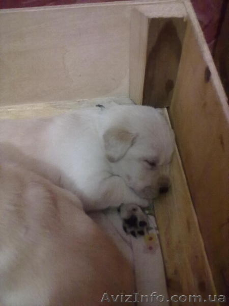 продам щеночков лабрадора - <ro>Изображение</ro><ru>Изображение</ru> #2, <ru>Объявление</ru> #465496