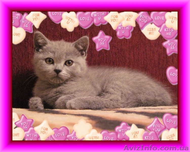 Британский плюшевый котенок, Салтовка - <ro>Изображение</ro><ru>Изображение</ru> #1, <ru>Объявление</ru> #464616