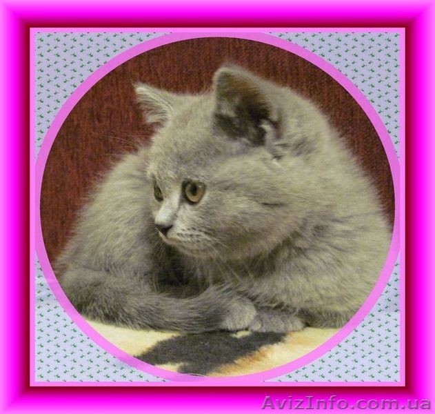 Британский плюшевый котенок, Салтовка - <ro>Изображение</ro><ru>Изображение</ru> #3, <ru>Объявление</ru> #464616