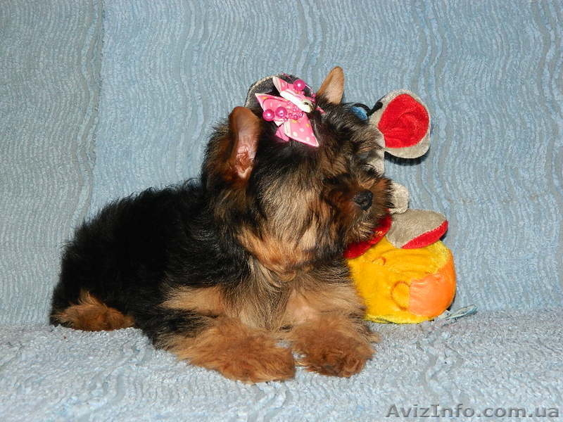 *йоркширский терьер*. - <ro>Изображение</ro><ru>Изображение</ru> #2, <ru>Объявление</ru> #453415