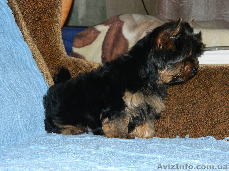 *йоркширский терьер*. - <ro>Изображение</ro><ru>Изображение</ru> #3, <ru>Объявление</ru> #453415