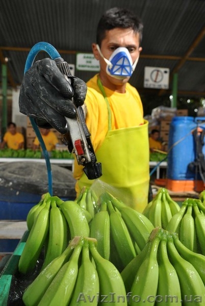 фрукты бананы оптом - <ro>Изображение</ro><ru>Изображение</ru> #5, <ru>Объявление</ru> #461566