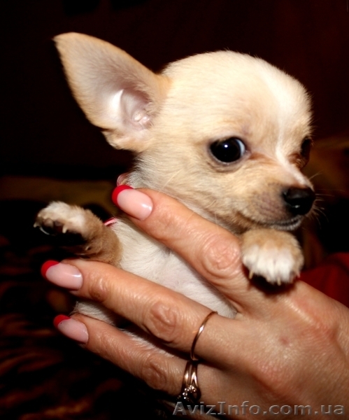 ВЕЛИКОЛЕПНЫЕ ЩЕНКИ ЧИХУАХУА И РУССКОГО ТОЙ-ТЕРЬЕРА ЖДУТ СВОИХ ХОЗЯЕВ!! - <ro>Изображение</ro><ru>Изображение</ru> #1, <ru>Объявление</ru> #476120