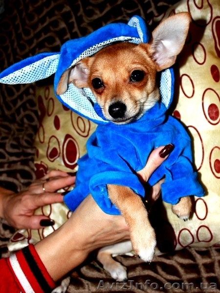 ВЕЛИКОЛЕПНЫЕ ЩЕНКИ ЧИХУАХУА И РУССКОГО ТОЙ-ТЕРЬЕРА ЖДУТ СВОИХ ХОЗЯЕВ!! - <ro>Изображение</ro><ru>Изображение</ru> #7, <ru>Объявление</ru> #476120