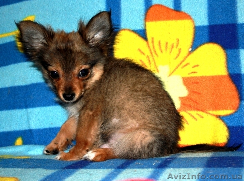 ВЕЛИКОЛЕПНЫЕ ЩЕНКИ ЧИХУАХУА И РУССКОГО ТОЙ-ТЕРЬЕРА ЖДУТ СВОИХ ХОЗЯЕВ!! - <ro>Изображение</ro><ru>Изображение</ru> #3, <ru>Объявление</ru> #476120