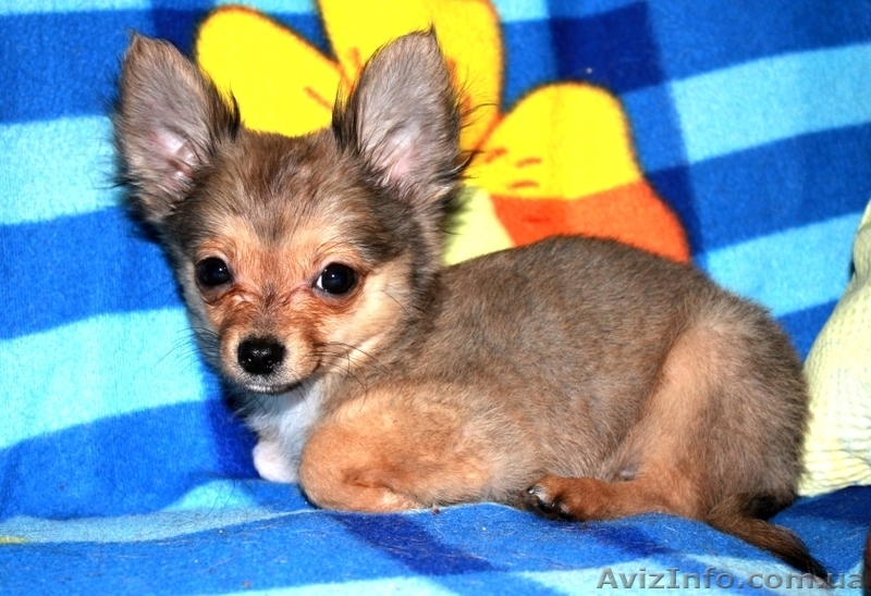 ВЕЛИКОЛЕПНЫЕ ЩЕНКИ ЧИХУАХУА И РУССКОГО ТОЙ-ТЕРЬЕРА ЖДУТ СВОИХ ХОЗЯЕВ!! - <ro>Изображение</ro><ru>Изображение</ru> #4, <ru>Объявление</ru> #476120