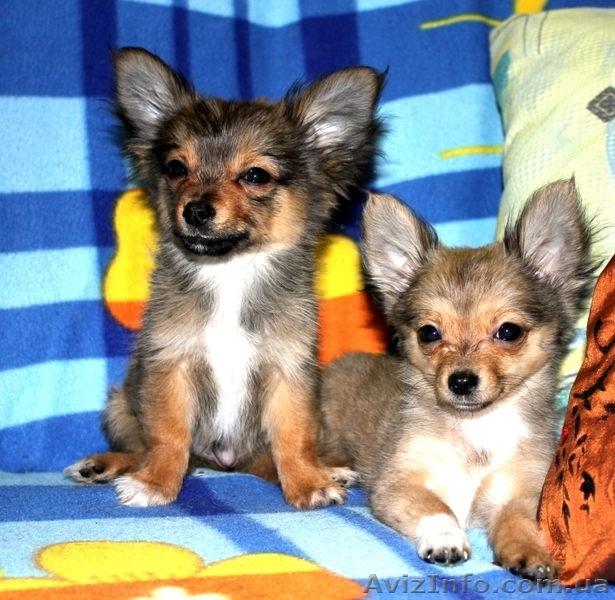 ВЕЛИКОЛЕПНЫЕ ЩЕНКИ ЧИХУАХУА И РУССКОГО ТОЙ-ТЕРЬЕРА ЖДУТ СВОИХ ХОЗЯЕВ!! - <ro>Изображение</ro><ru>Изображение</ru> #2, <ru>Объявление</ru> #476120